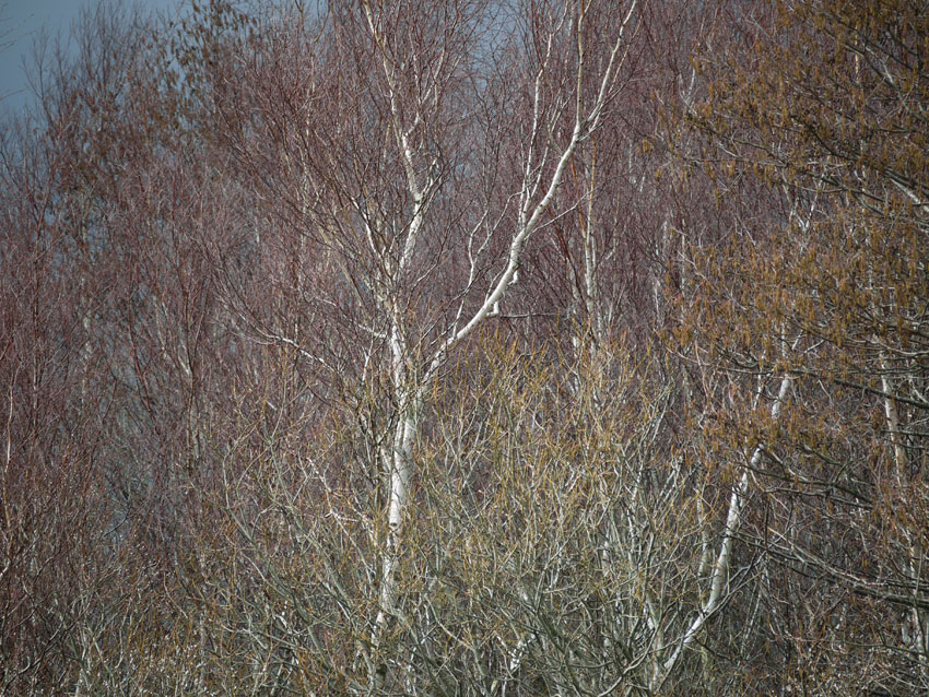 Birch and willow04.jpg